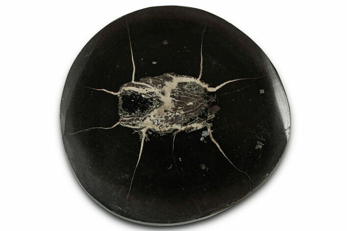 Polished Fish Coprolite (Fossil Poo) Nodule Half - Scotland #355212